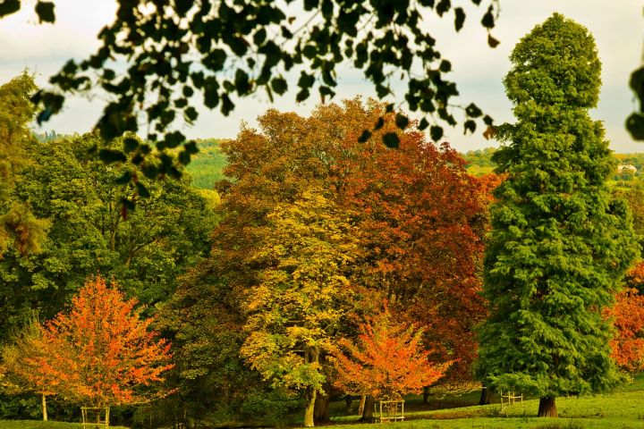 Autumn Arboretum