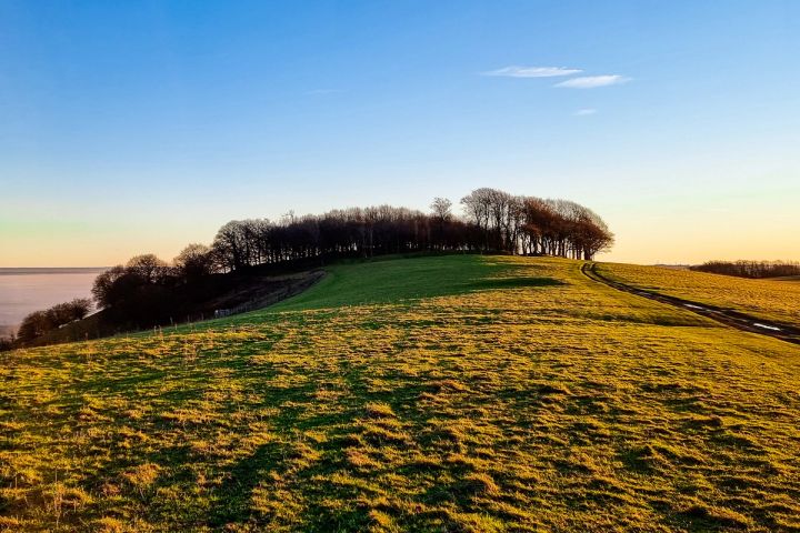 The Copse at Daybreak