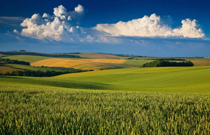 Wheatfields at Falmer