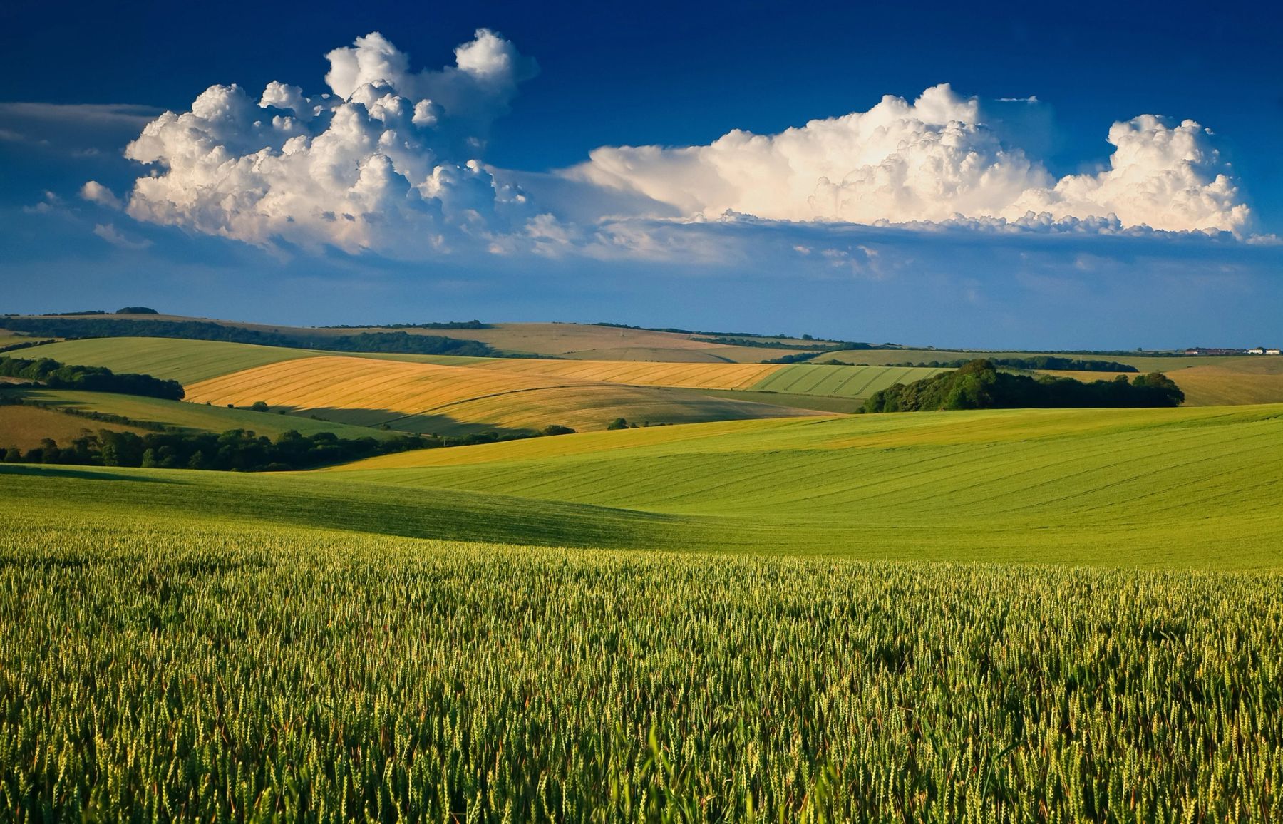 Wheatfields at Falmer, Falmer