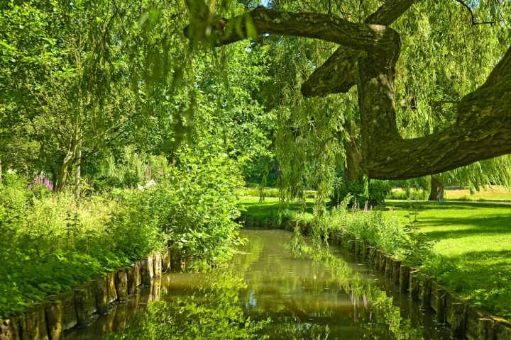 The Willow Stream