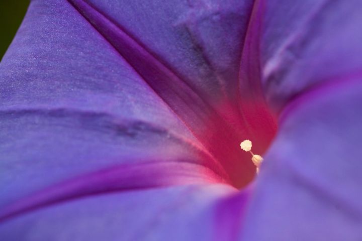 Morning Glory