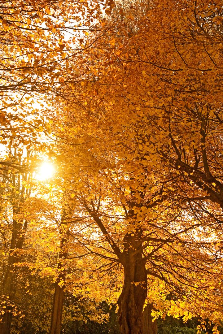 Autumn Sunburst