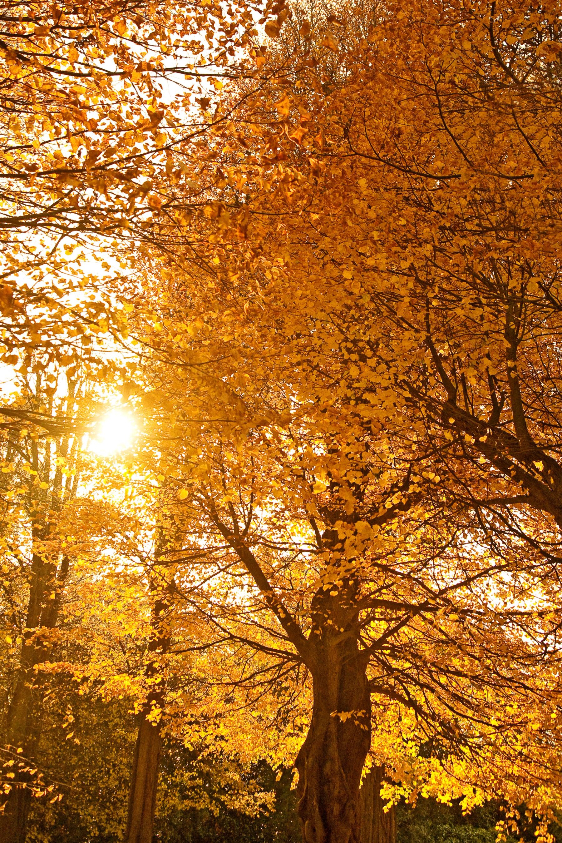Autumn Sunburst, Handcross, West Sussex
