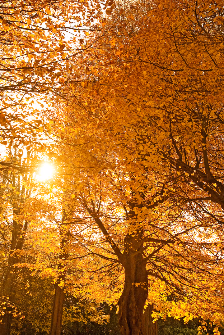 Autumn Sunburst