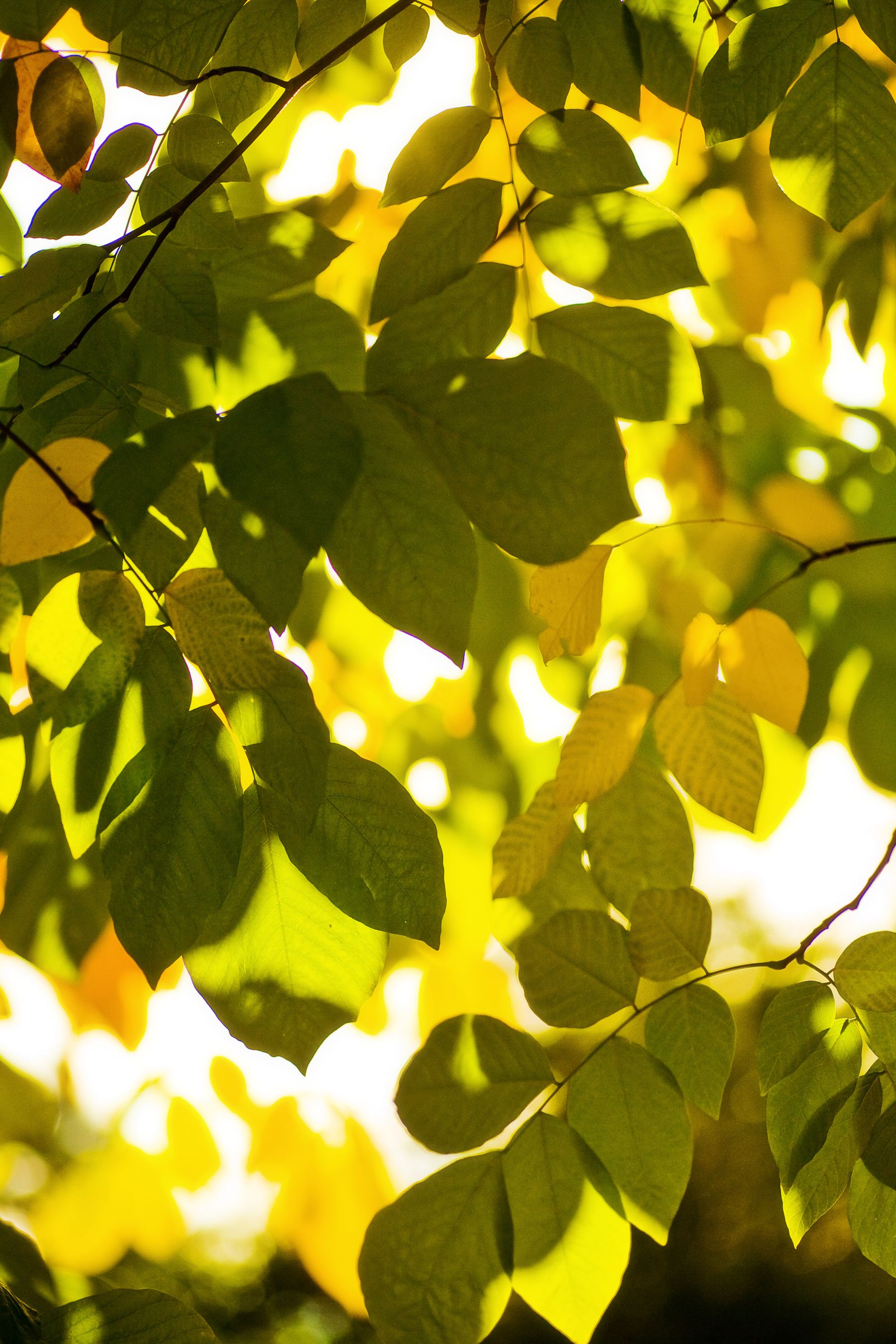Sunlit Leaves, Handcross, West Sussex