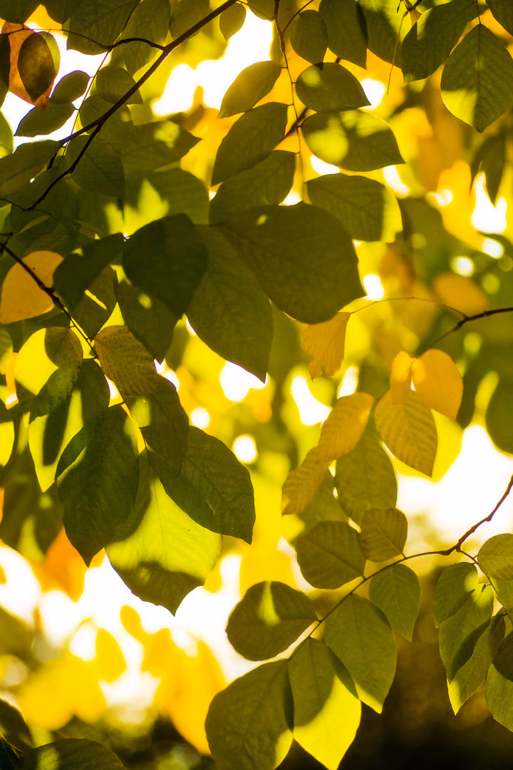 Sunlit Leaves