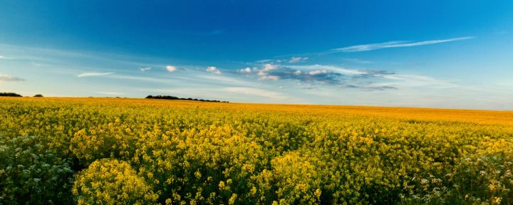 Rapeseed Horizon