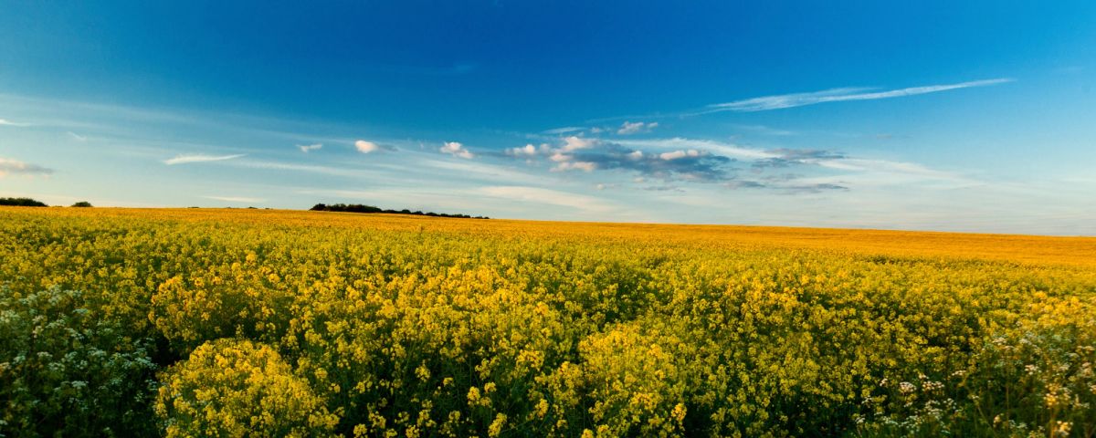 Rapeseed Horizon
