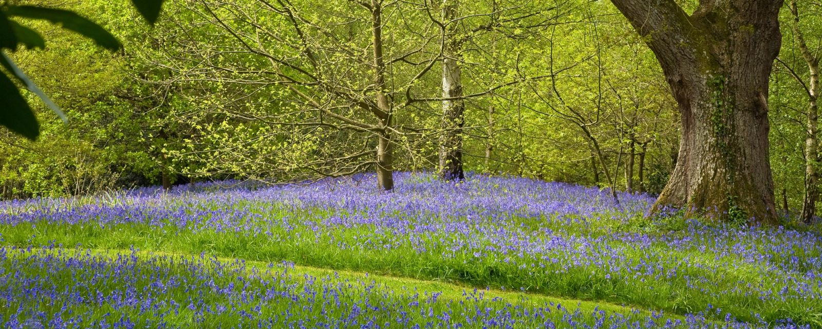 Bluebells Beneath the Oak, Sussex