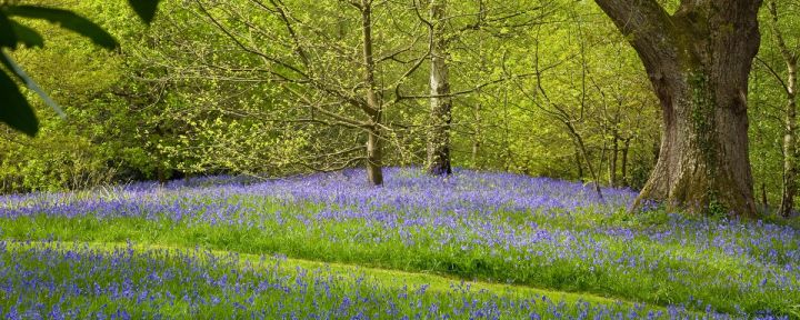 Bluebells Beneath the Oak