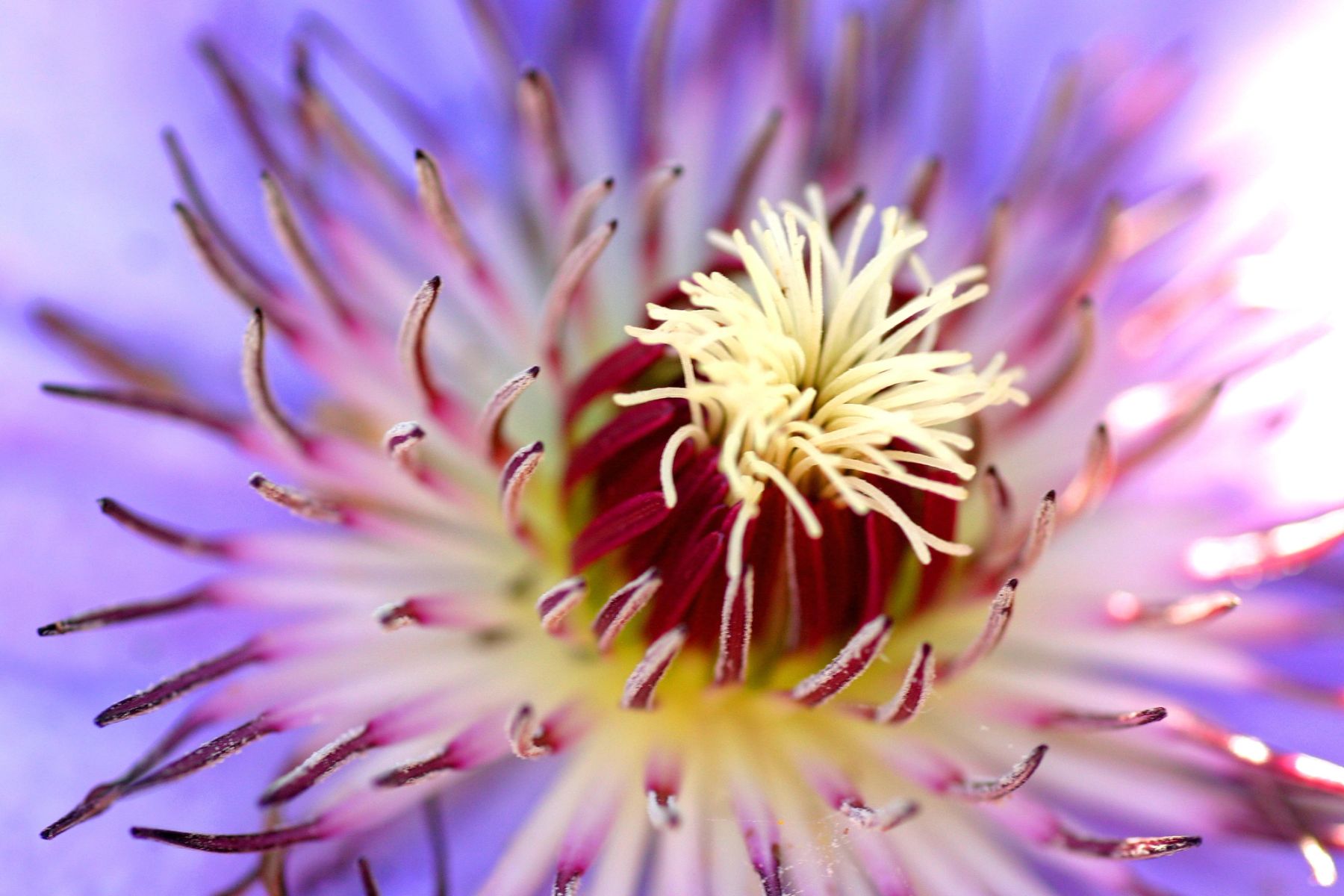 Lilac Clematis, 