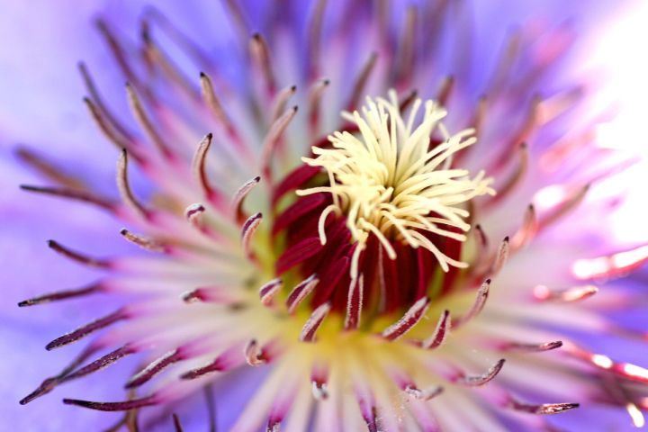 Lilac Clematis