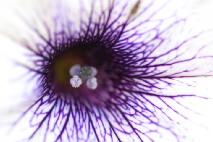 Veined Petunia