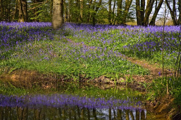 Bluebells by the Stream