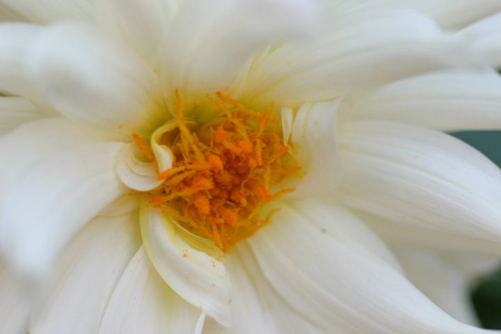 White Dahlia