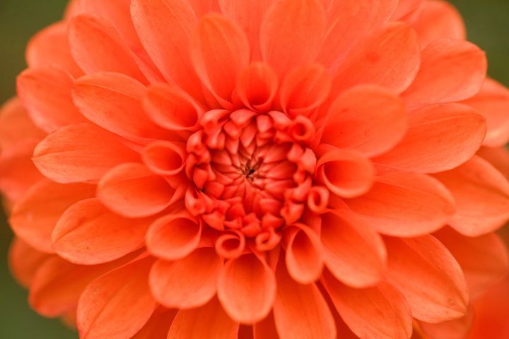 Orange Dahlia