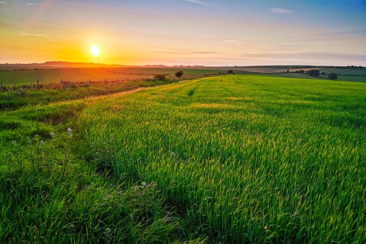 Sunset over Young Wheat