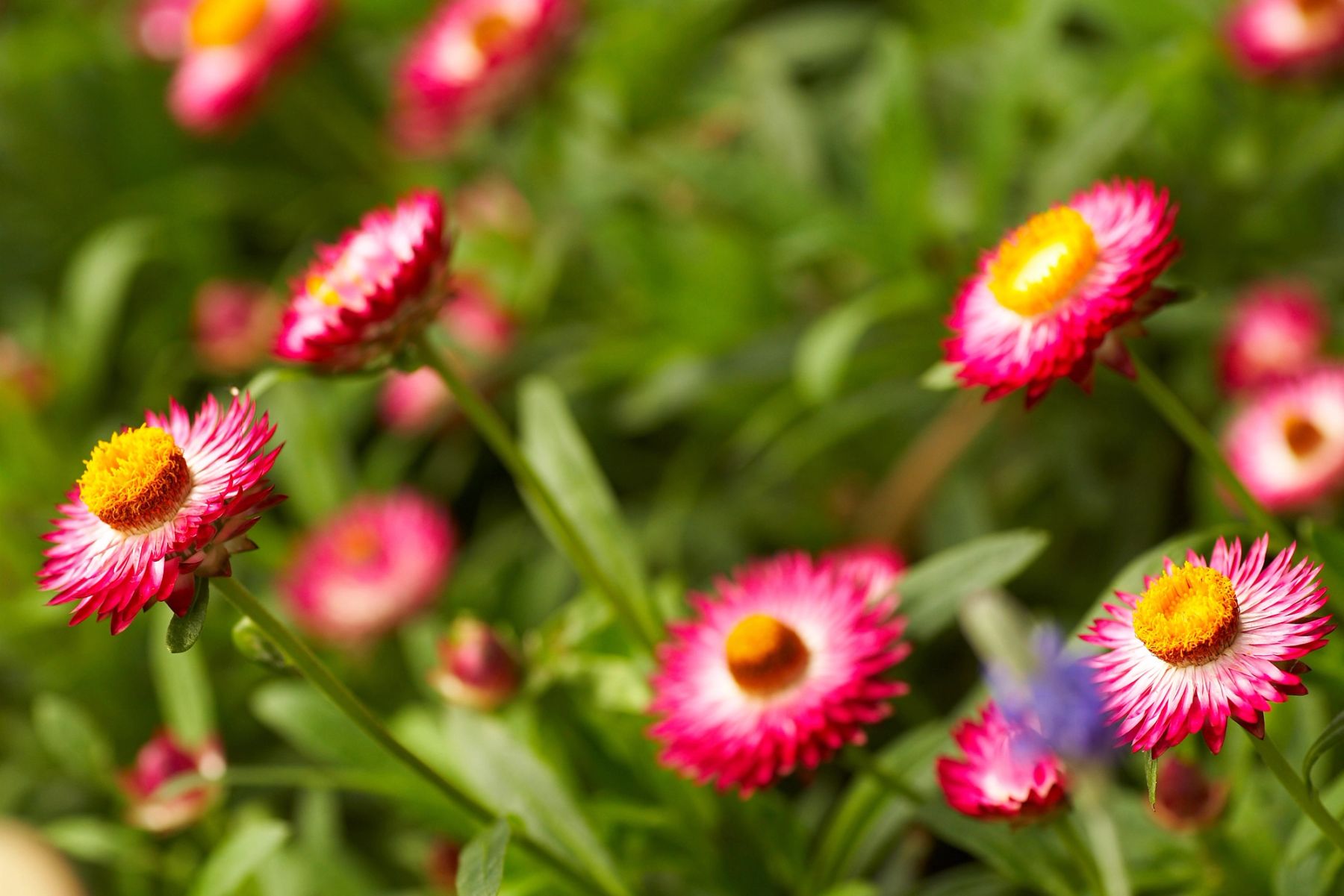 Strawflower Border,
