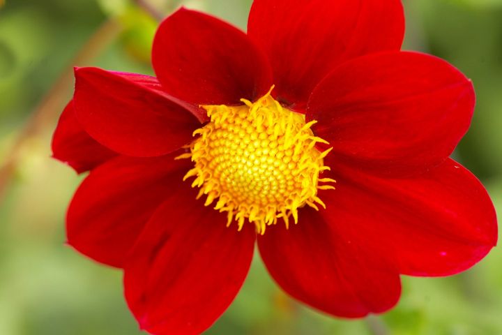 Scarlet Dahlia