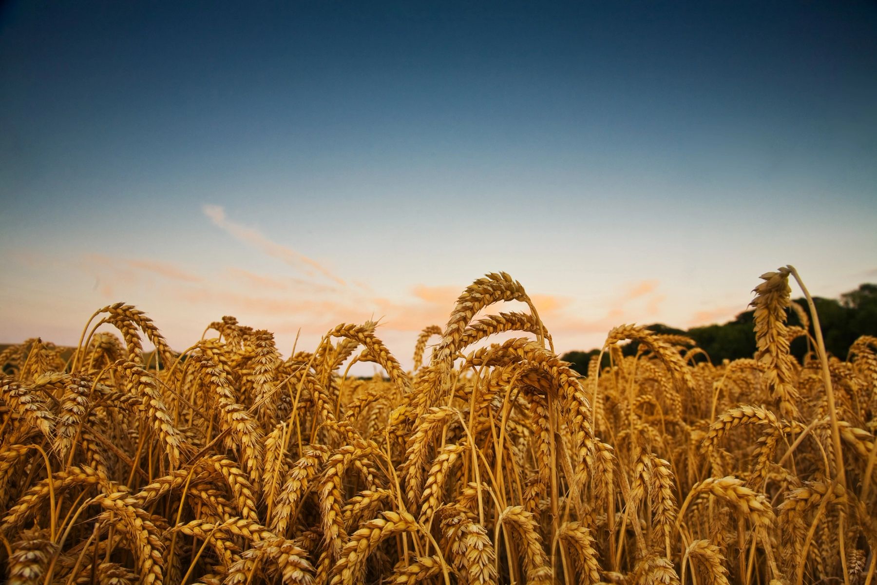 Wheat at Dusk, Sussex