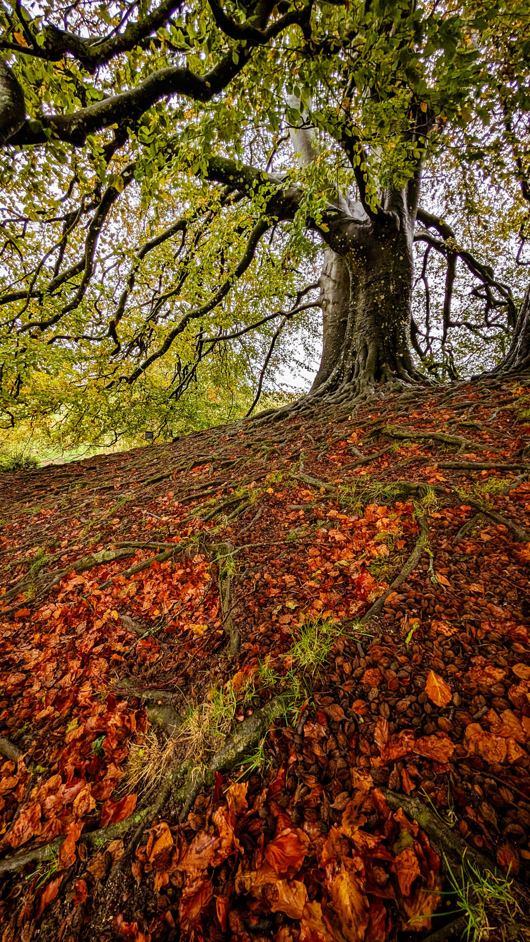 The Wishing Tree, Avebury, Wiltshire