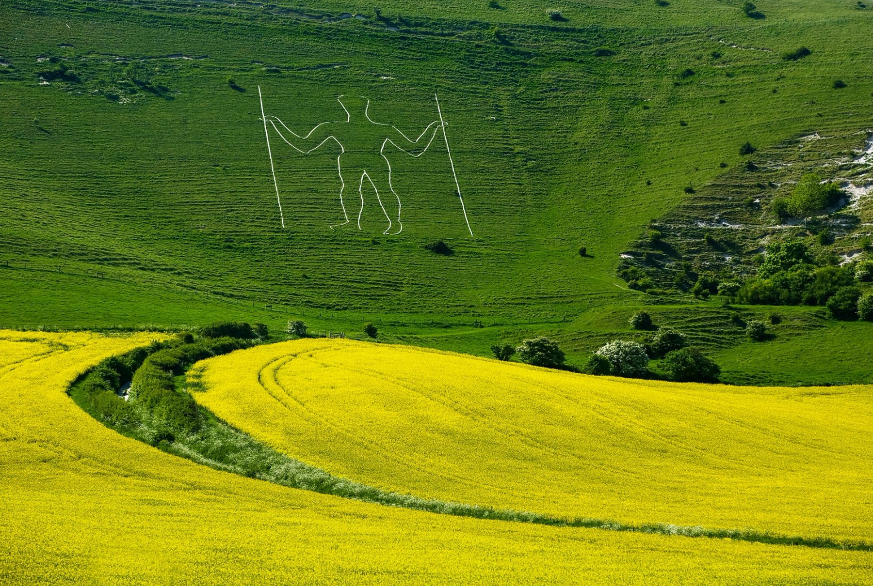 Rapeseed below the Long Man, Wilmington