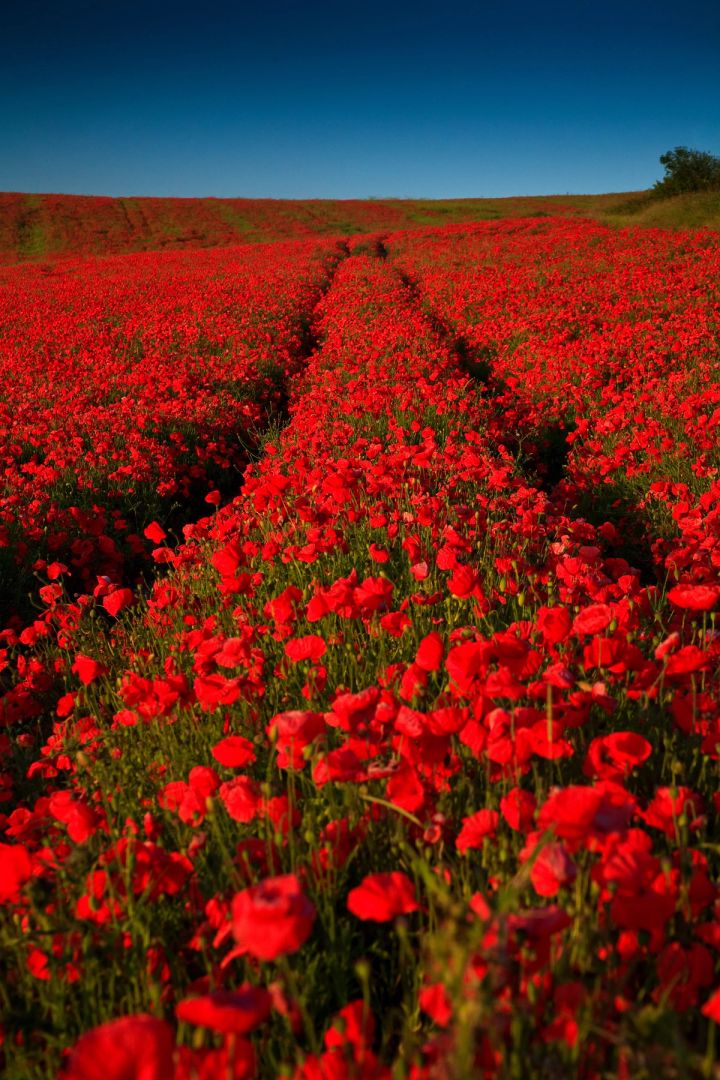 Tracks through the Poppies