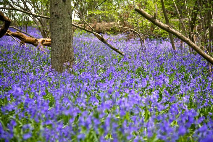 Deep in the Bluebells