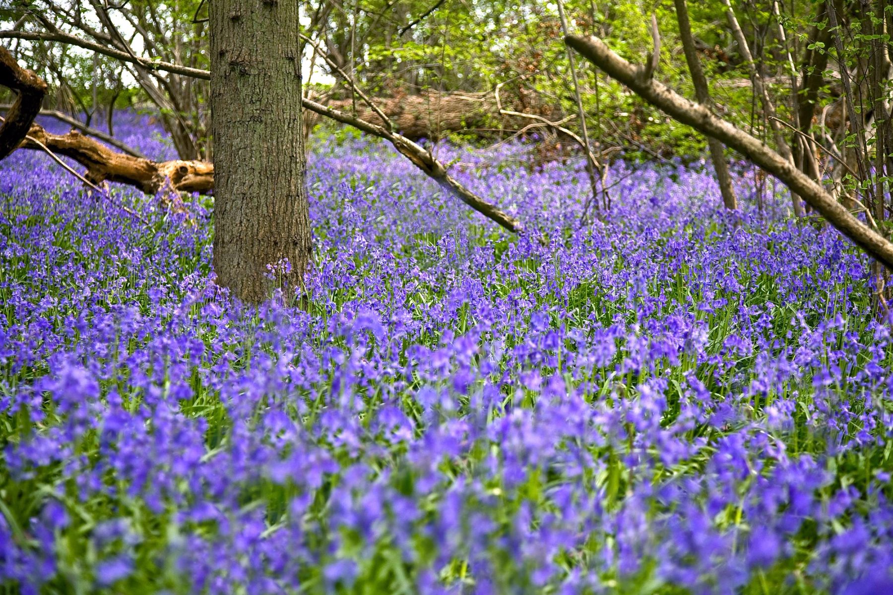 Deep in the Bluebells, Sussex