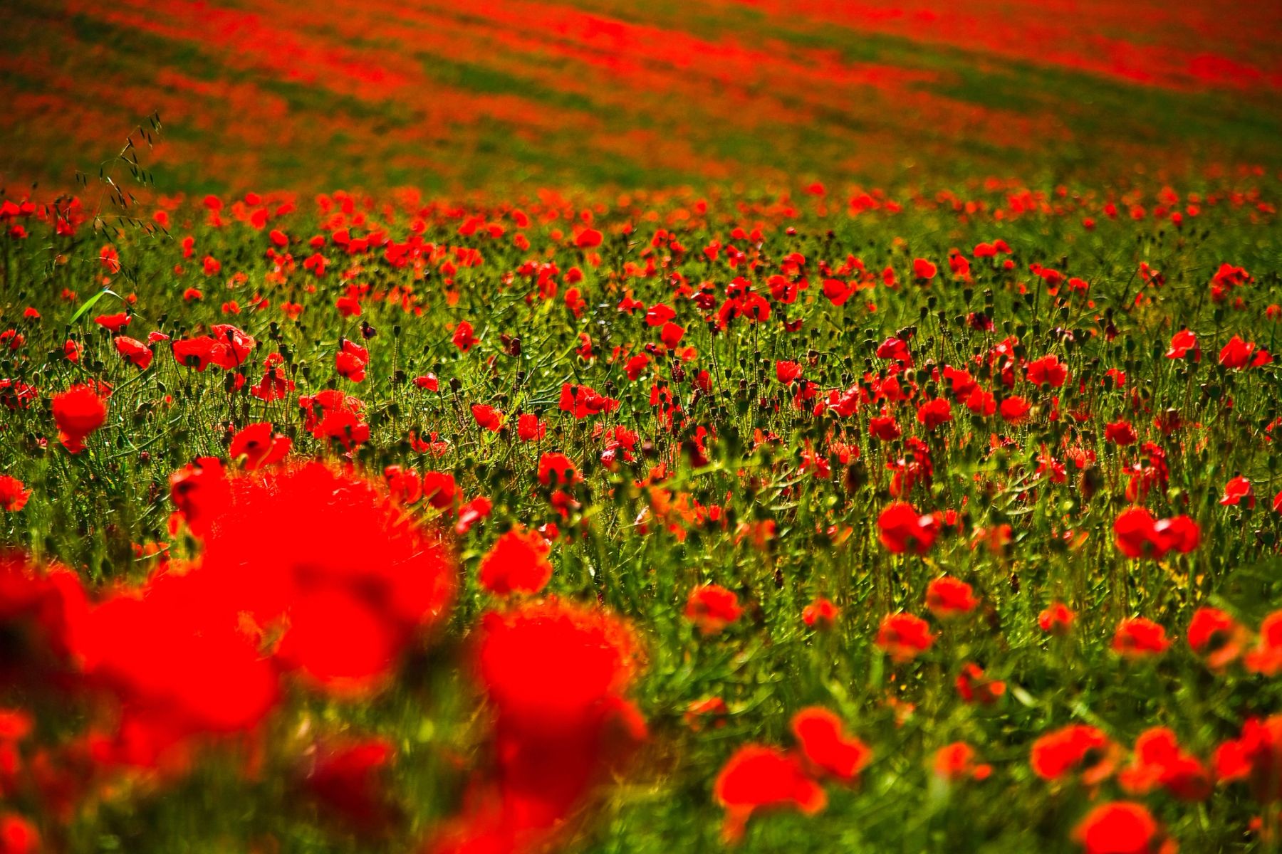 Poppies Close Up, Falmer