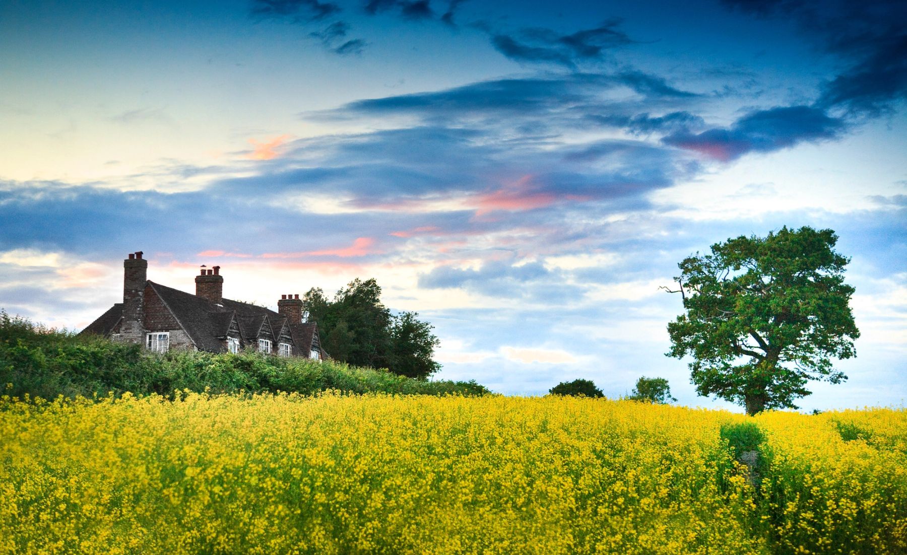 Farmhouse and Oak, South Downs