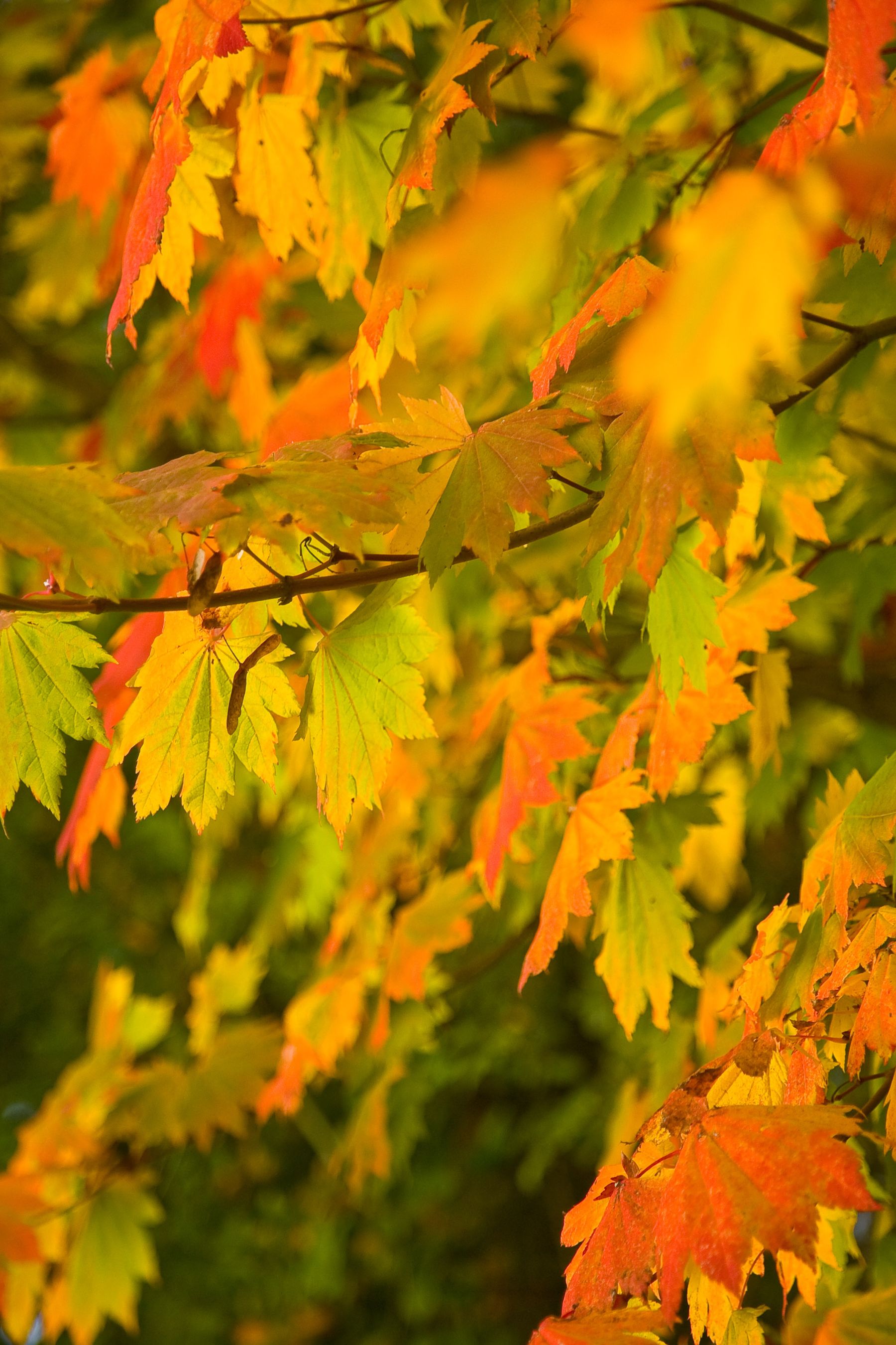 Maple Leaves, Handcross, West Sussex