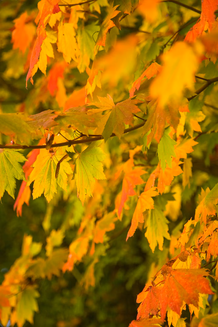 Maple Leaves