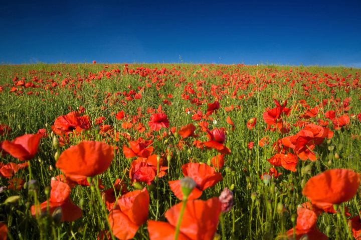 A Sea of Poppies