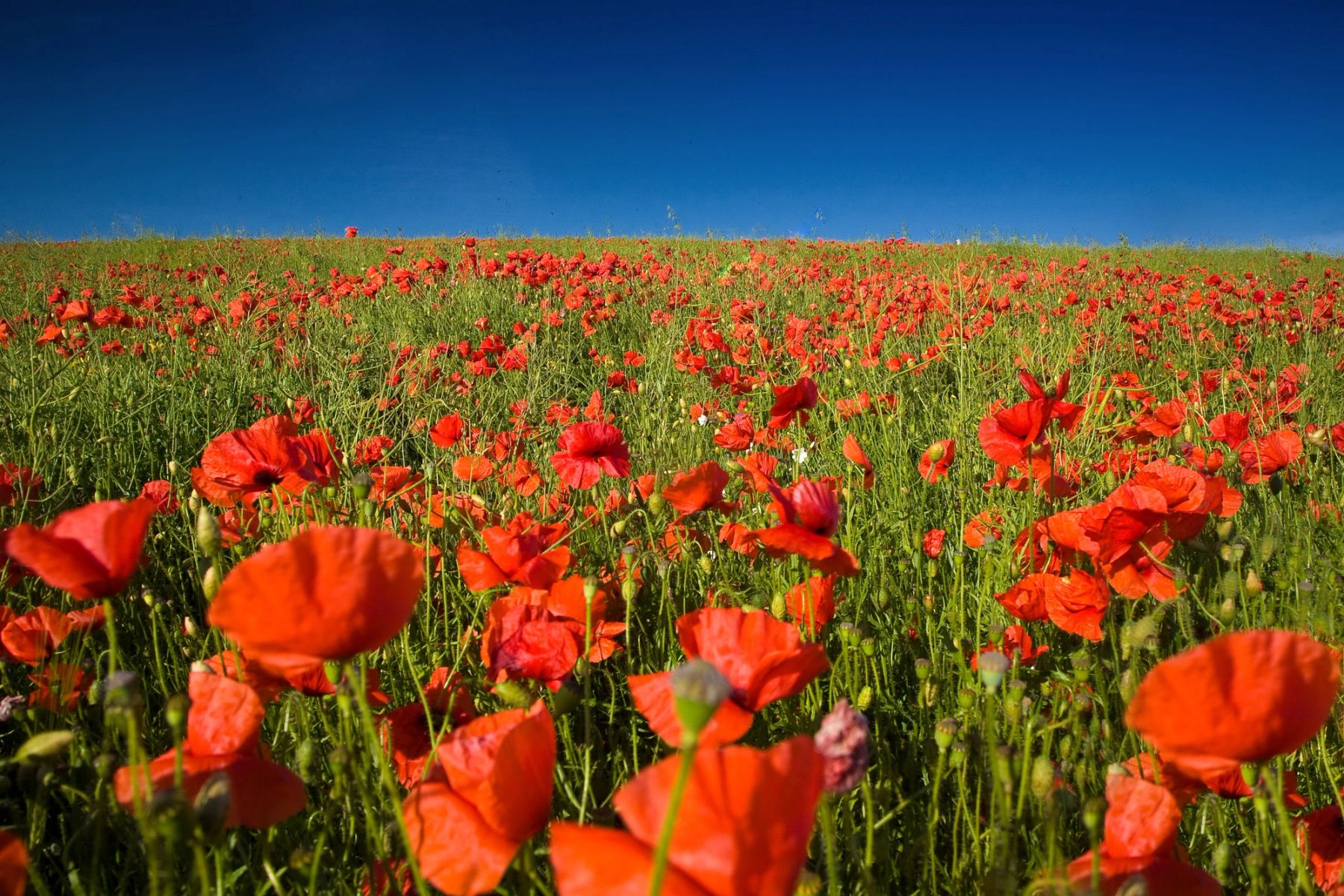 A Sea of Poppies, Sussex