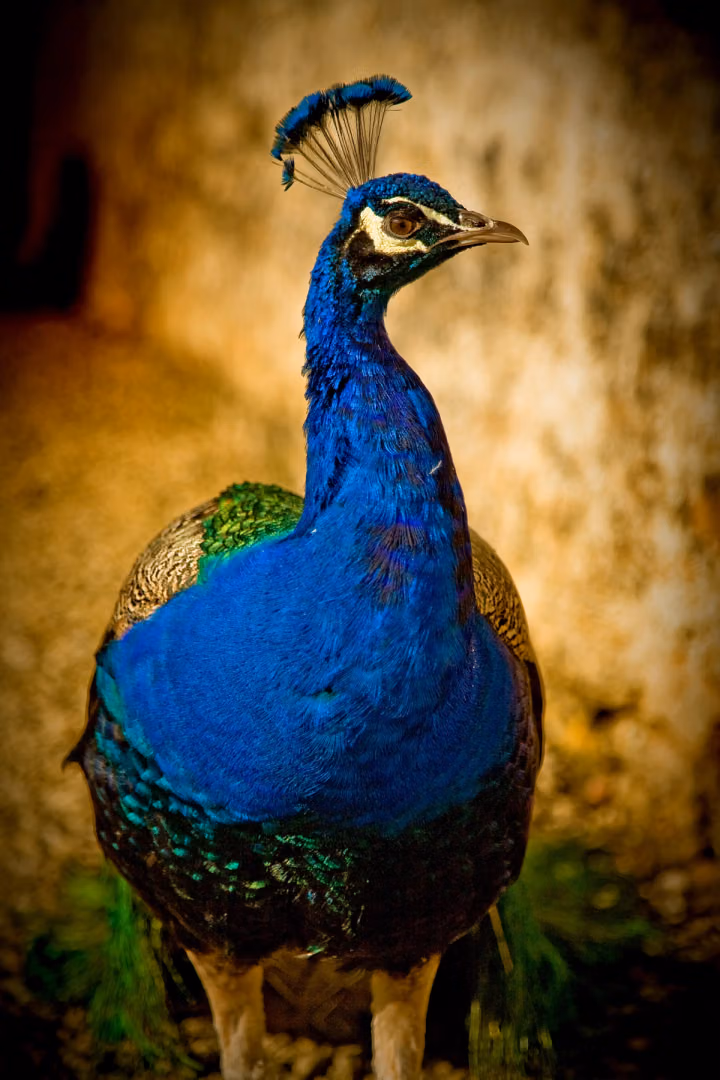 The Peacock