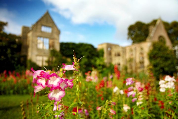 Summer Borders and the Ruins