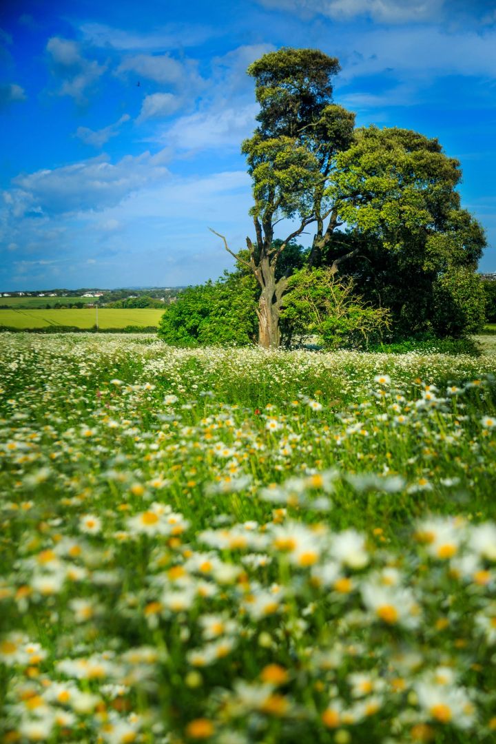 Lone Pine over the Daisies