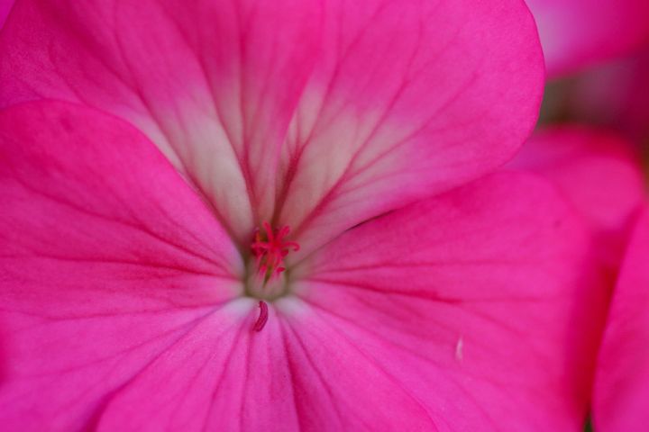 Pink Geranium
