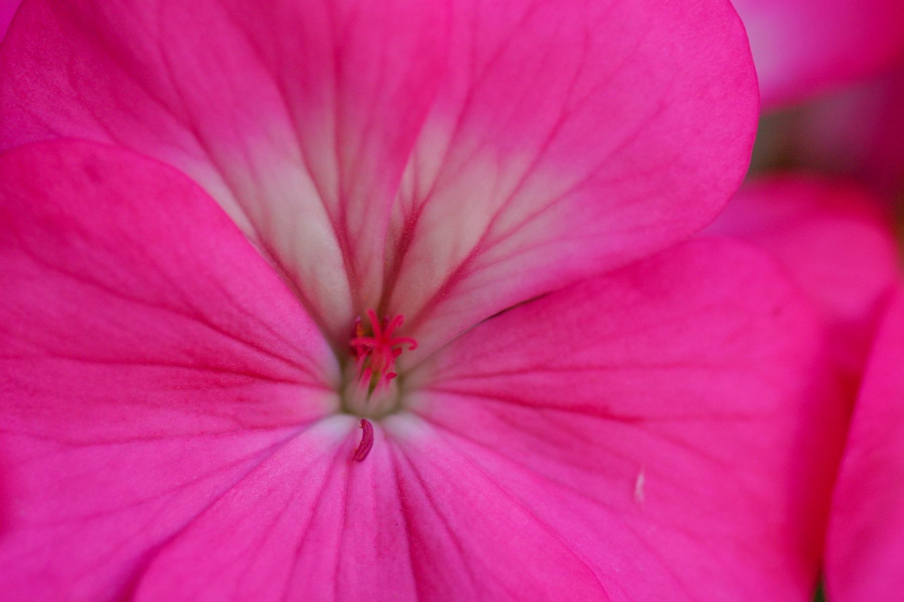 Pink Geranium,
