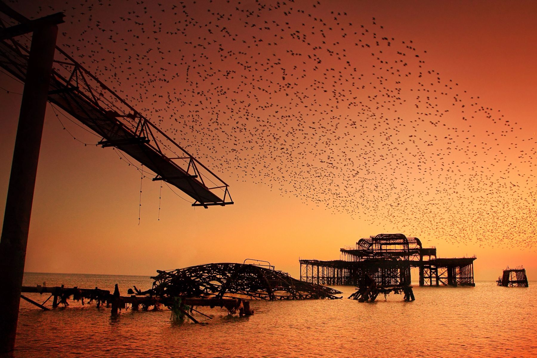 Starlings and the Old Walkway, Brighton