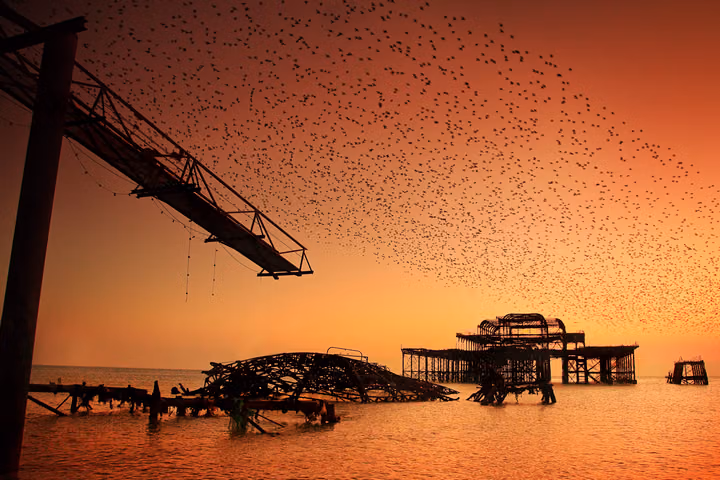 Starlings and the Old Walkway