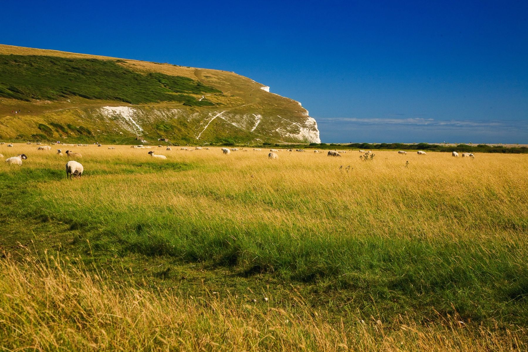 Sheep on the Clifftop, Seven Sisters