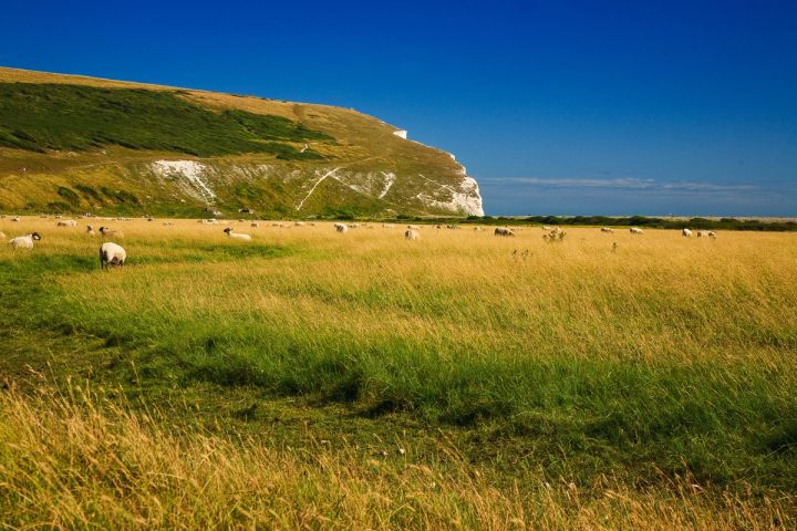 Sheep on the Clifftop