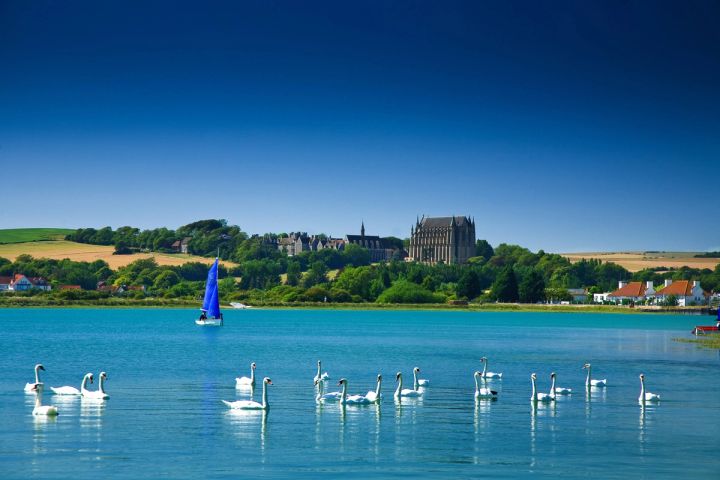 Swans on the Adur