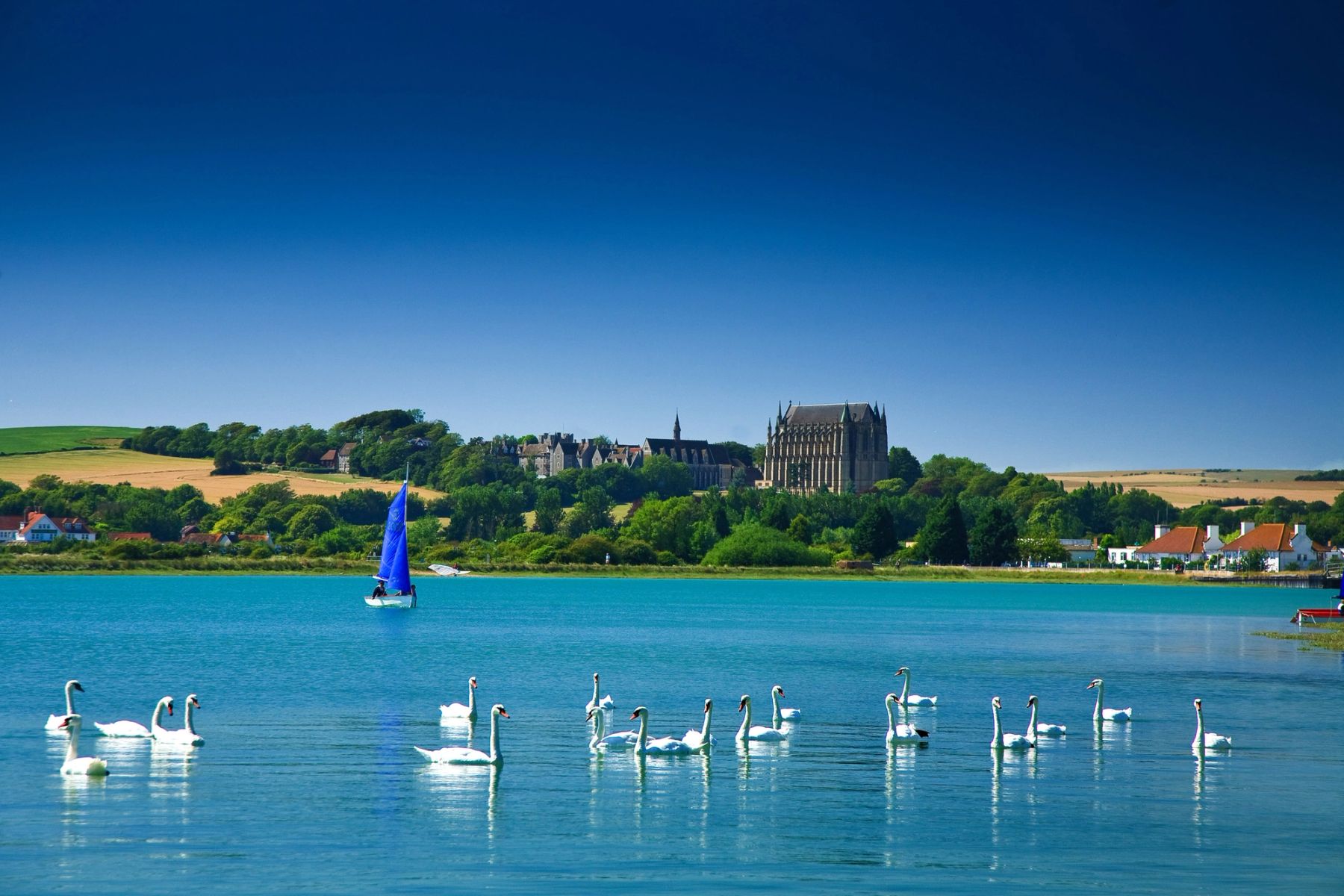 Swans on the Adur, River Adur