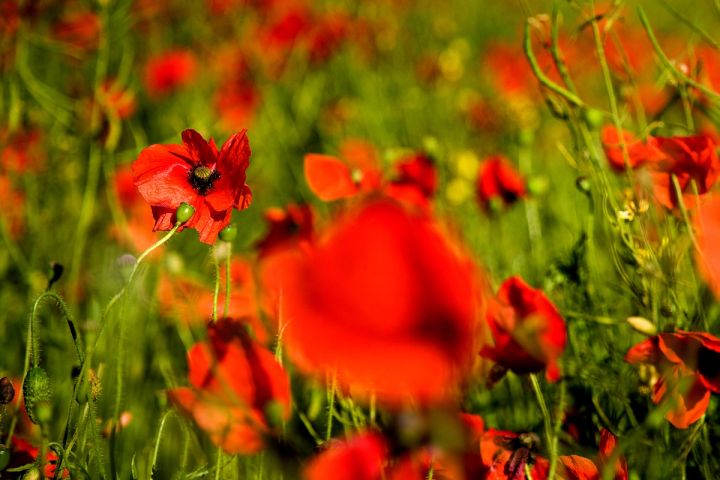 Poppy Portrait