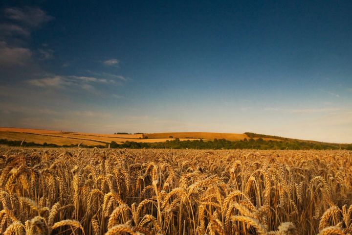 Wheat under Blue Skies
