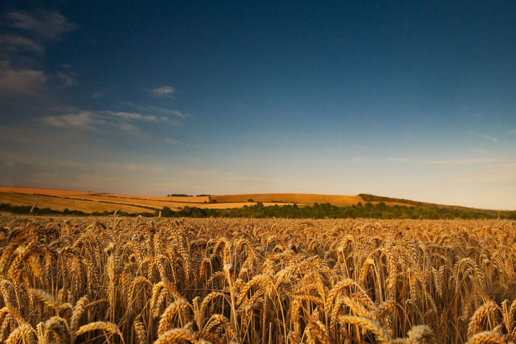 Wheat under Blue Skies, Sussex